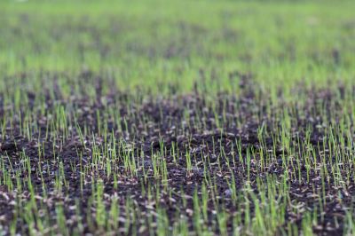 Reseeding Service in Honolulu, HI